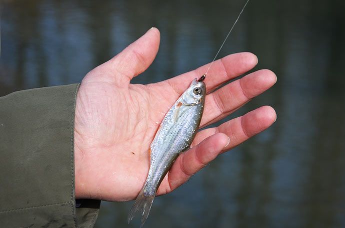 Быстрянка — рыба, которая на любой рыбалке не даст вам остаться без поклёвок