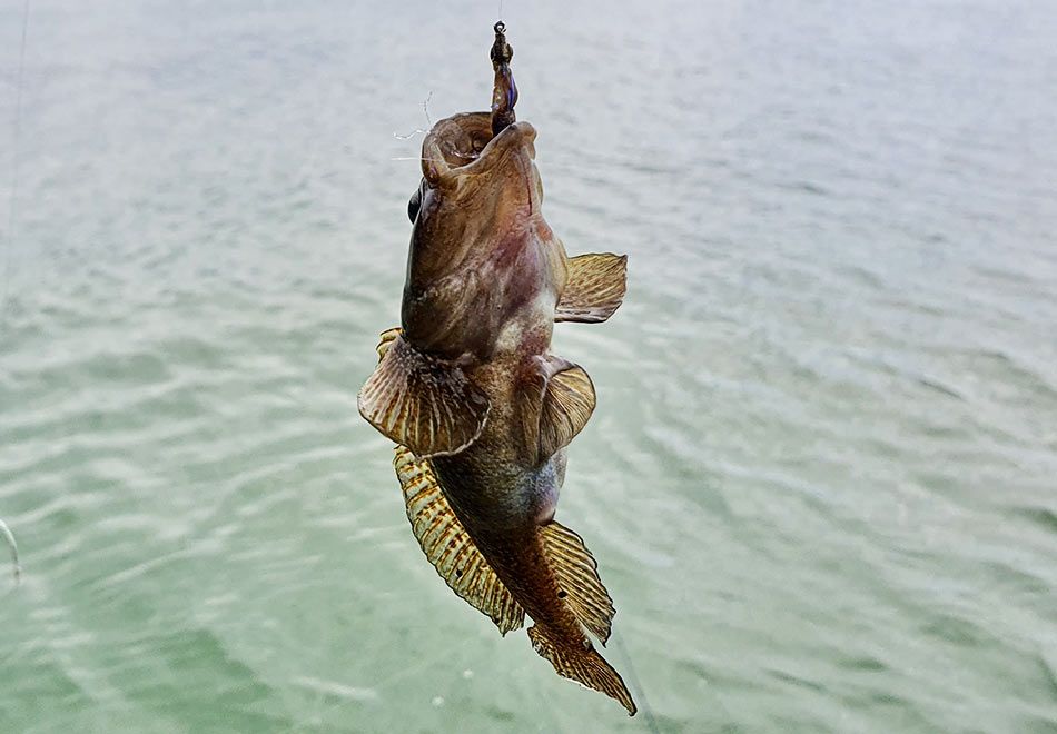Рыба подкаменщик (181 фото)