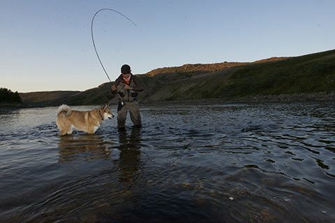 Лайка полна решимости помочь приземлить несговорчивую рыбу – река Харловка, Кольский полуостров