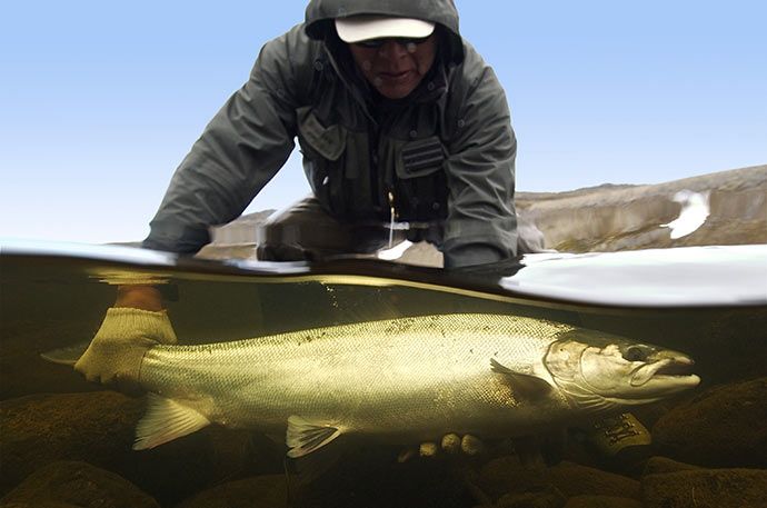 При ловле по принципу «поймал-отпусти» лосося лучше держать во время фотосессии в перчатках